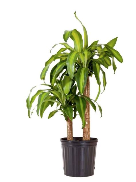 How To Grow And Care For Dracaena