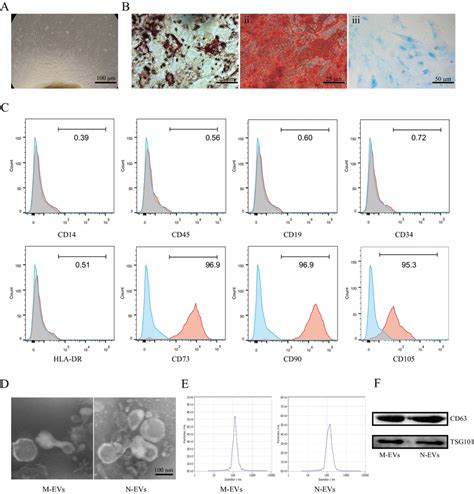 Isolation And Characterization Of Hucmscs M Evs And N Evs