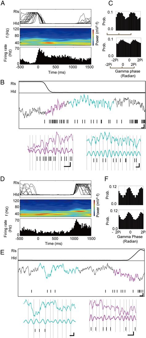 Phase Locking Of Motor Cortex Neurons To Oscillation Of Lfp Lfps Were