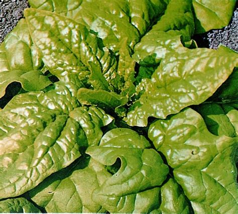 Organic Spinach Matador Kings Seeds Direct