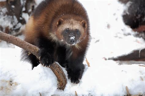 wolverine animal - Google Search | Carcajou, Animales, Animaux