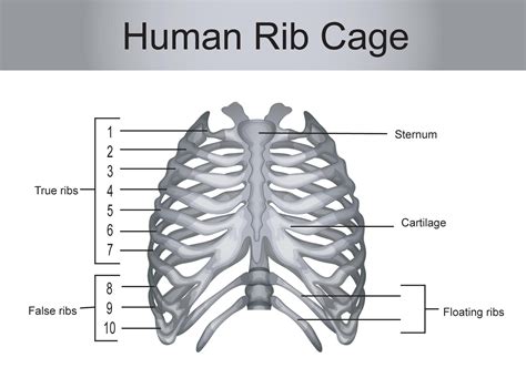 How Many Ribs Are In A Human Body Twenty Four The Fact Base