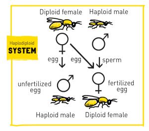 Sex Determination The X Y Zs Of Sex Chromosomes Hudsonalpha