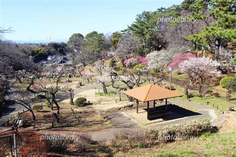 大倉山公園の梅 写真素材 7197036 フォトライブラリー Photolibrary