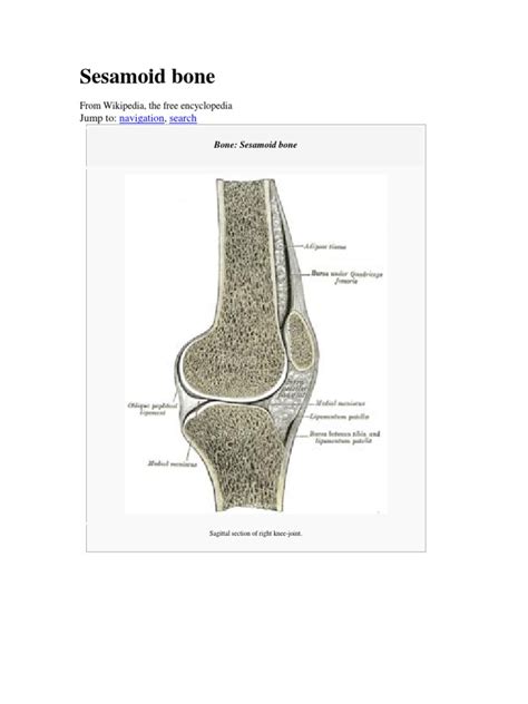 Sesamoid Bone | Musculoskeletal System | Limbs (Anatomy)