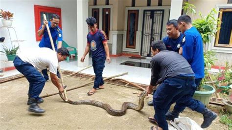 Damkar Tanjabtim Sebut Ular Di Rumah Warga Jenis Sanca Batik Panjang 4