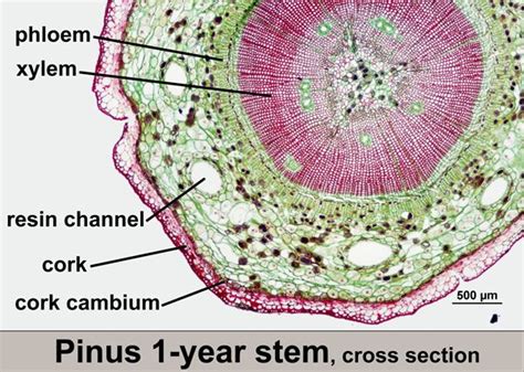 Pinus Phylum Coniferophyta Biology Projects Things Under A