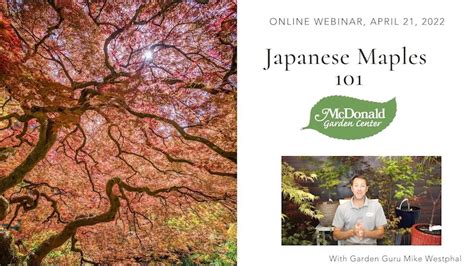 Japanese Maples 101