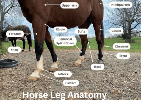 Horse Leg Anatomy: Essential Knowledge for Horse LegCare