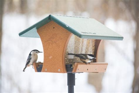 Feeding Backyard Birds In Winter Manitoba Master Gardener Association