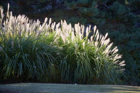 Ornamental Grasses For Full Sun In Pots [15 Ideas For Your Landscaping]