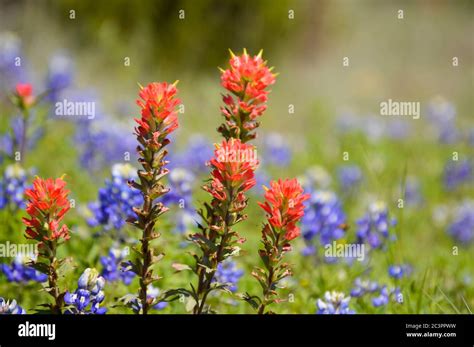 Wildflowers Blooming Now In Texas At Phillip Johnson Blog