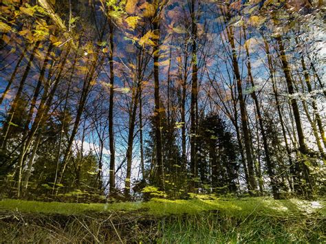 An Upside Down View Of A Still Pond Scrolller