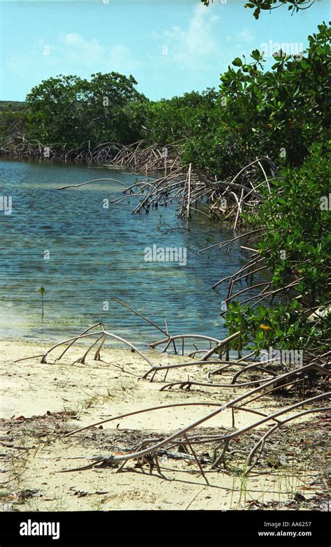 Mangroven Cay Insel Fotos Und Bildmaterial In Hoher Aufl Sung Alamy