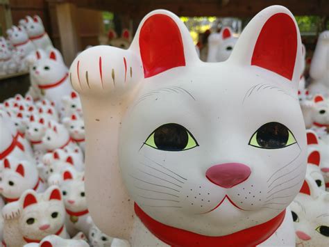 Oc Gotoku Ji Temple Famous For Its Huge Showcase Of Waving Cats