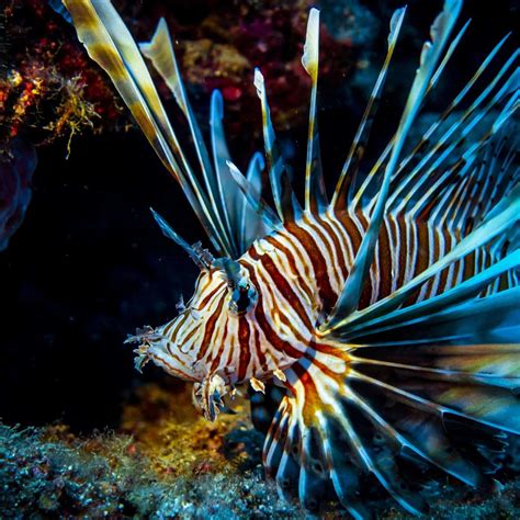 Lionfish Tank Mates