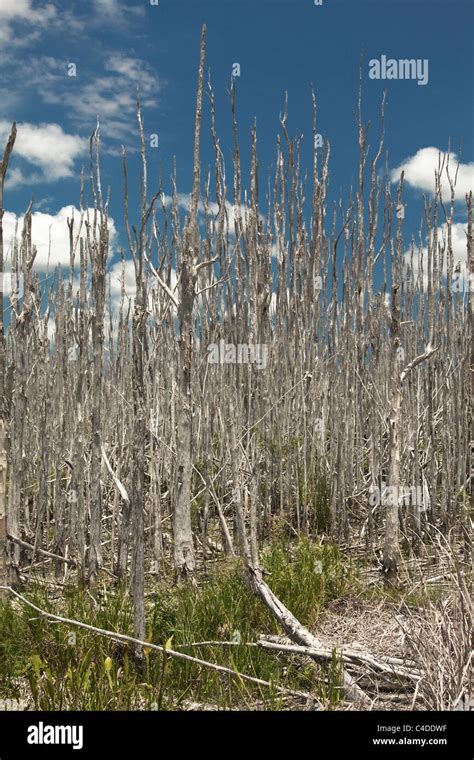 dead melaleuca trees in a South Florida wetland. Trees have been killed and are an invasive ...