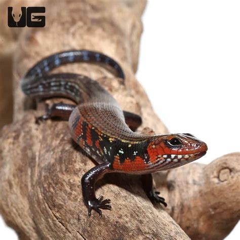 Fire Skink