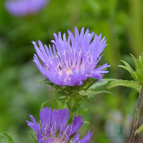 Stokesia laevis Purple Parasols | | Arts Nursery Ltd