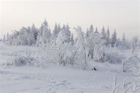 Old Fir Forest Naked Trees Stock Image Image Of Nature 25606377