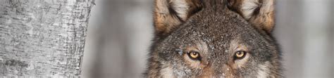 Native Americans Colorado Wolf Reintroduction