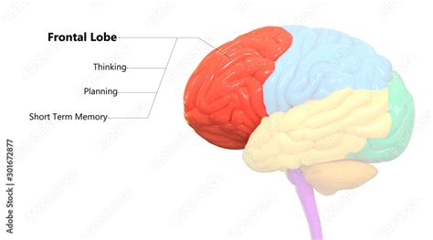 Central Organ Of Human Nervous System Brain Frontal Lobe With Labels