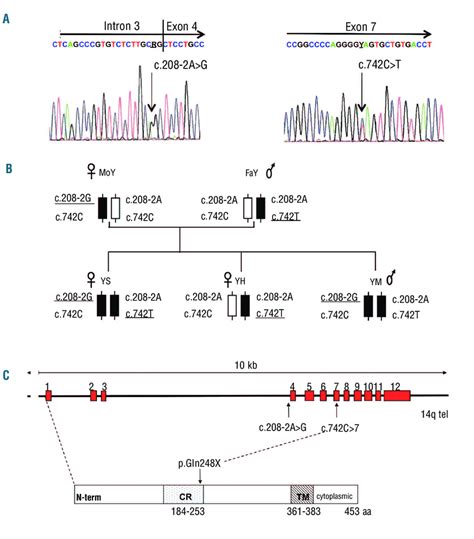 A Dna Sequencing Chromatograms Of The Amnionless Gene Showing The 2