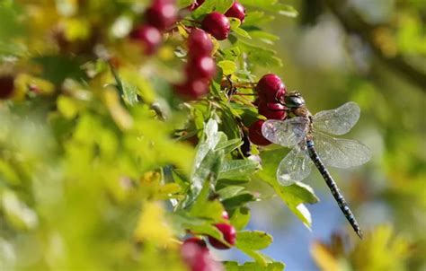 Wallpaper Autumn Summer Leaves Macro Light Berries Blur