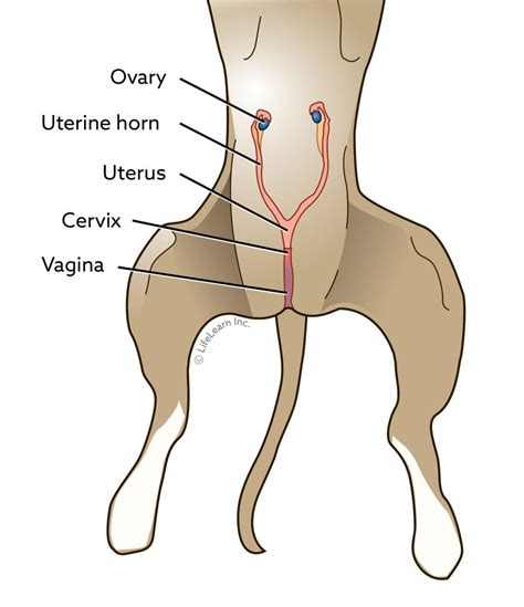 Will A Dog Calm Down After Being Spayed