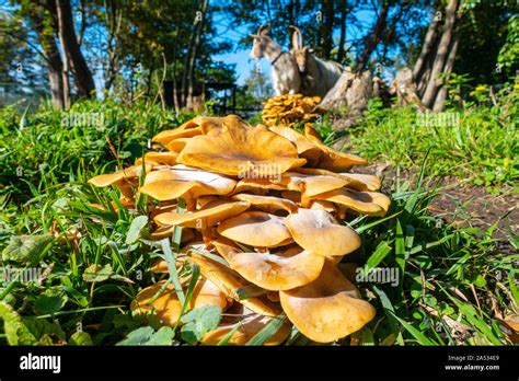 Armillaria Mellea La Miel Es Un Hongo Hongos Basidiomicetos