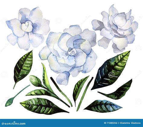 Watercolor Gardenia Set Stock Illustration Illustration Of Petal