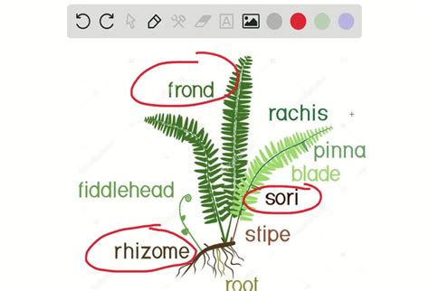 SOLVED: Which is not part of the fern sporophyte generation? A. rhizome ...