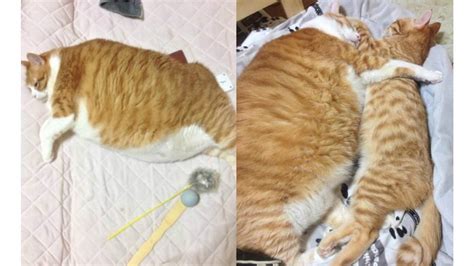 Foto Kucing Gemuk Ini Curi Perhatian di Media Sosial