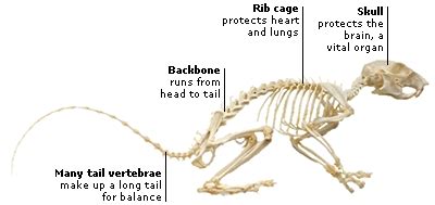 dk science animal anatomy