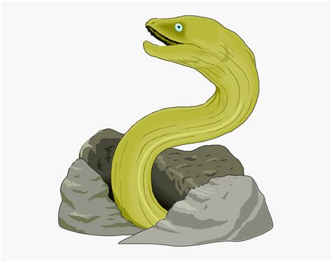 Eel Clipart Free Clipart Images Green Moray Eel Drawing Hd Png