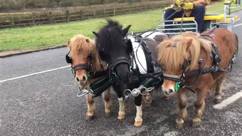 Driving A Shetland Trandem 3 Abreast Carriage Driving Youtube