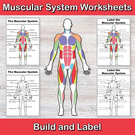 muscle action worksheet