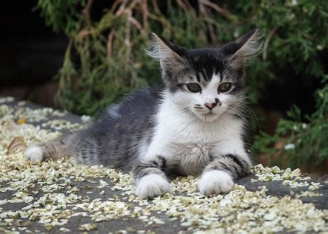 Коте с много космати уши | Author Iakov Shustov - Photografist | PHOTO ...