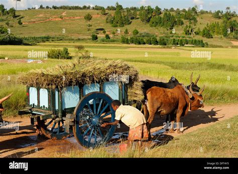 Madagascar Morarano Rice Farming Farmer Transport Rice With Stock