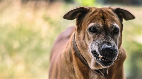 Qué enfermedades transmiten los perros a los humanos Adios Mascota