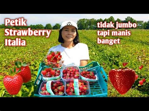 Panen Strawberry Italia Tidak Jumbo Tapi Manis Banget Panen Perdana