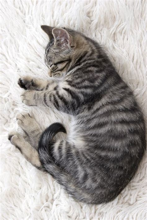 Sleeping kitten stock photo. Image of kitten, cute, sleep - 7696828