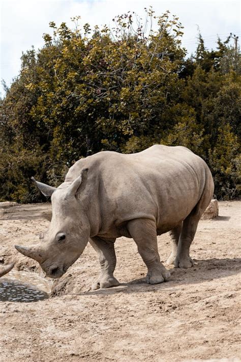 White Rhino in the Nature Reserve · Free Stock Photo