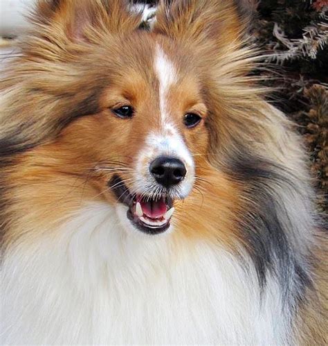 Toy Sheltie Breeders | Toy Sheltie Club of America