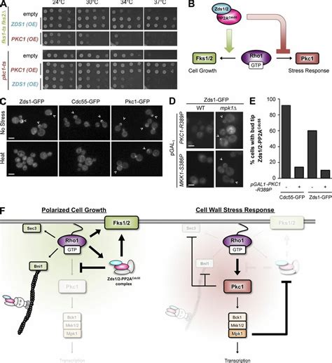 Mutual Antagonism Between Zds1zds2pp2acdc55 And Pkc1 Controls Rho1