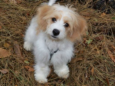 Cavachon Greatdogsite