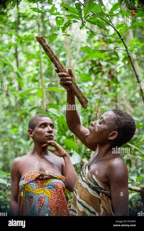 Pygmies Congo Hi Res Stock Photography And Images Alamy