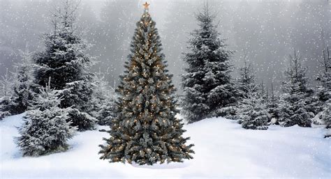 Download Gold White Snow Christmas Trees Pictures | Wallpapers.com