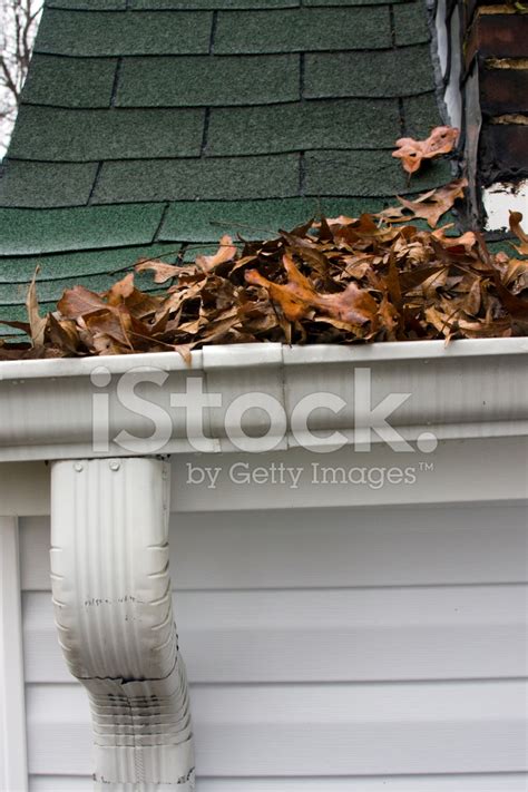 Leaves In Gutter Stock Photo Royalty Free Freeimages