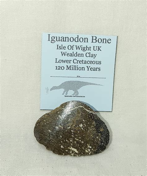 Iguanodon Bone 16 Fossils For Sale